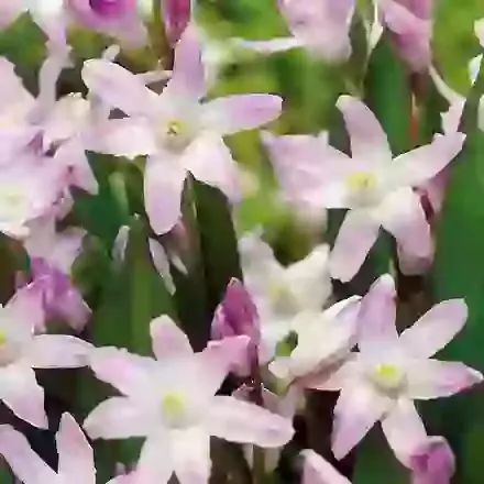 Forbesii Pink Giant